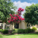 flowering tree